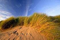 Sand dunes and Marram grass {Ammophila arenaria}, Instow, Devon, UK. June 07.