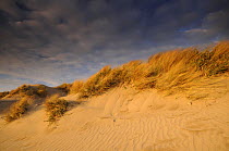 Sand dunes and Marram grass {Ammophila arenaria}, Bude, Cornwall, UK. Sept 07.