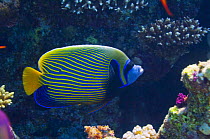 Emperor angelfish (Pomacanthus imperator) amongst corals, Red Sea, Egypt