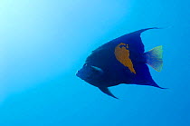 Yellowbar angelfish (Pomacanthus maculosus). Red Sea, Egypt