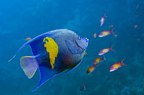 Yellowbar angelfish (Pomacanthus maculosus) and lyretail anthias / goldies (Pseudanthias squamipinnis). Red Sea, Egypt