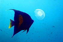 Yellowbar angelfish (Pomacanthus maculosus) predating a common / moon jellyfish (Aurelia aurita). Red Sea, Egypt