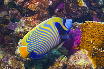 Emperor angelfish (Pomacanthus imperator) amongst corals, Red Sea, Egypt