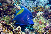 Yellowbar angelfish (Pomacanthus maculosus) amongst corals, Red Sea, Egypt