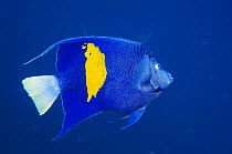 Yellowbar angelfish (Pomacanthus maculosus) against blue background. Red Sea, Egypt