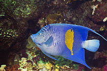 Yellowbar angelfish (Pomacanthus maculosus) amongst corals. Red Sea, Egypt