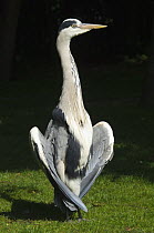 Grey heron (Ardea cinerea) keeping cool by holding wings away from its body. Regent's Park, London, UK