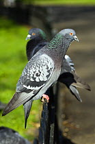Feral pigeons / Rock doves (Columba livia) perched on fence in park. London, UK