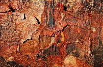 Paperbark Maple (Acer griseum) close-up of bark. Origin Central China, photograph taken in Kew Gardens, UK