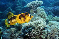 Striped butterflyfish (Chaetodon fasciatus) amongst corals. Red Sea, Egypt