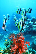 Red Sea bannerfish (Heniochus intermedius) amongst corals. Red Sea, Egypt