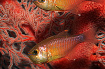 Orange-lined cardinalfish (Archamis fucata) amongst sea fans Myanmar, Andaman Sea