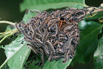 Eastern tent moth (Malacosoma americanum) caterpillars on communal web. Tennessee, USA