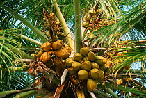 Coconuts on palm (Cocos nucifera), Bangandaram, India