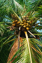 Coconuts on palm (Cocos nucifera), Bangandaram, India