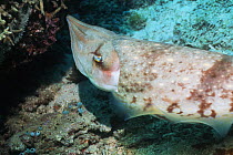 Broadclub cuttlefish (Sepia latimanus) female prepairing to lay eggs in in branching coral, Indonesia