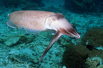 Broadclub cuttlefish (Sepia latimanus) hunting over coral rubble, using a spectacular hunting technique where rythmic bands of dark quickly pulse along body and arms. Indonesia
