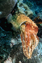 Broadclub cuttlefish (Sepia latimanus) amongst corals, Indonesia