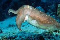 Broadclub cuttlefish (Sepia latimanus), Indonesia