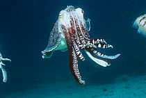 Broadclub cuttlefish (Sepia latimanus) male in breeding season, displaying. Indonesia