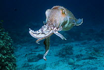 Broadclub cuttlefish (Sepia latimanus) male in breeding season, displaying. Indonesia