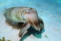 Broadclub cuttlefish (Sepia latimanus) hunting over coral rubble, using a spectacular hunting technique where rythmic bands of dark quickly pulse along body and arms. Indonesia