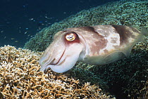 Broadclub cuttlefish (Sepia latimanus) female prepairing to lay eggs in branching coral, Indonesia