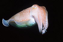 Broadclub cuttlefish (Sepia latimanus) against black background, Indonesia