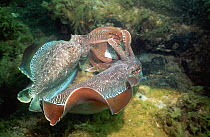 Two giant cuttlefish (Sepia apama) males in display combat over an egg-laying female. Spencer Gulf, Whyalla, South Australia