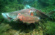Giant cuttlefish (Sepia apama) male guarding female resting between bursts of egg-laying. A rival male is in the background. Spencer Gulf, Whyalla, South Australia