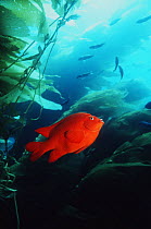 Garibaldi (Hypsypops rubicanda) amongst Giant Kelp (Macrocystis sp) California, USA