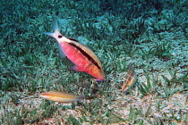Longbarbel goatfish (Parupeneus macronemus) feeding in seagrass accompanied by wrasses hoping to catch escaping prey. Egypt, Red Sea