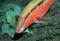 Longbarbel goatfish (Parupeneus macronemus) resting on corals. Egypt, Red Sea
