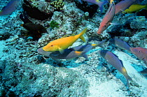 Yellowsaddle goatfish (Parupeneus cyclostomus) shoal hunting on coral reef. Andaman Sea, Thailand