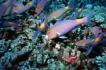 Yellowsaddle goatfish (Parupeneus cyclostomus) shoal hunting on coral reef. Andaman Sea, Thailand