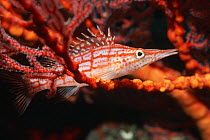 Longnose hawkfish (Oxycirrhites typus) amongst coral, Red Sea, Egypt