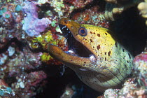 Darkspotted / fimbriated moray (Gymnothorax fimbriatus) with gaping mouth. Banda Island, Moluccas, Indonesia
