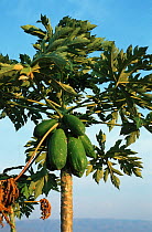 Papaya tree (Carica papaya) on the shores of Lake Malawi, Malawi, Africa