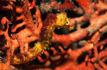 Thorny seahorse (Hippocampus histrix) amongst corals, Andaman Sea, Thailand