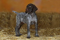 German Shorthaired Pointer, puppy, 9 weeks