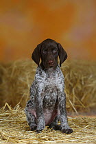 German Shorthaired Pointer, puppy sitting, 9 weeks