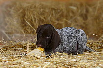 German Shorthaired Pointer, puppy, 9 weeks, gnawing on corn cob