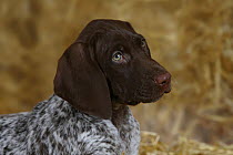 German Shorthaired Pointer, puppy, 9 weeks