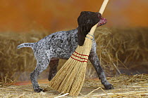 German Shorthaired Pointer, puppy, 9 weeks, biting broom handle