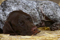 German Shorthaired Pointer, puppy, 9 weeks, sleeping