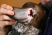 Inside of ear of German Shorthaired Pointer, puppy, 9 weeks, showing tatoo number