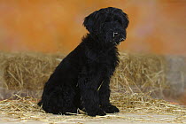 Briard / Berger de Brie, puppy sitting, 14 weeks, black