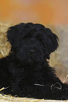 Briard / Berger de Brie, puppy, portrait, 14 weeks, black