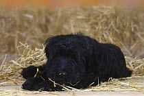 Briard / Berger de Brie, puppy lying down, 14 weeks, black