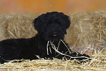Briard / Berger de Brie,, puppy, 14 weeks, black